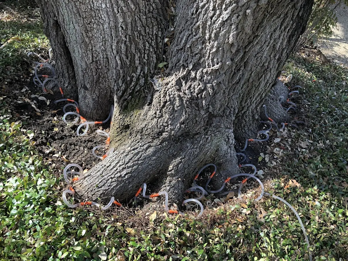 Detailed Tree Cabling and Bracing job site in Scotts Hill